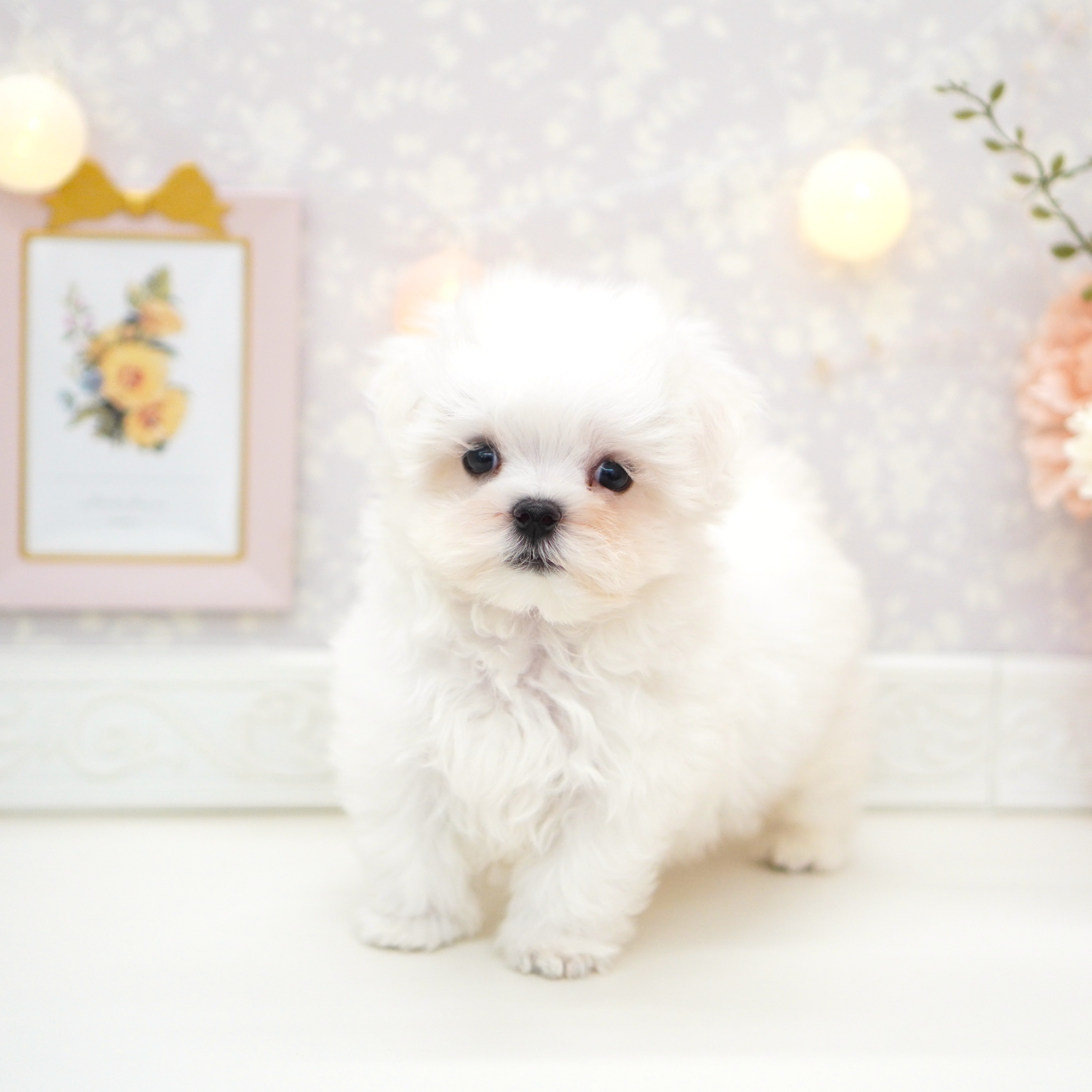 富山県のマルチーズ (犬の家＆猫の里富山店/2025年5月23日生まれ/男の子/ホワイト)の子犬の4枚目の画像