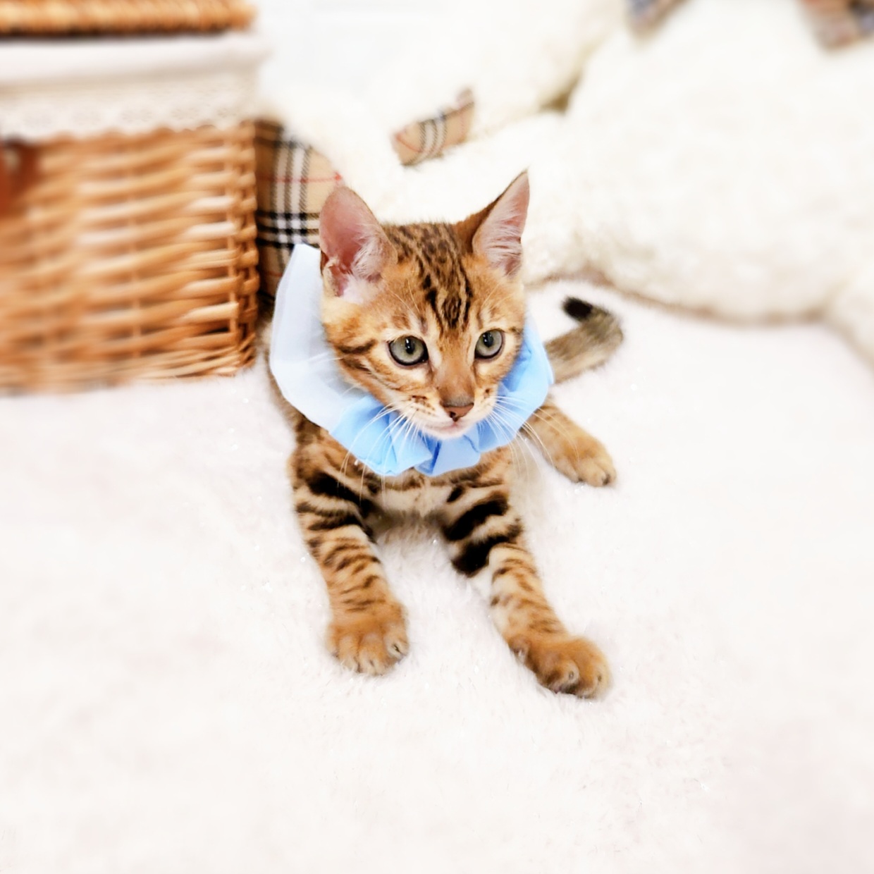 滋賀県のベンガル (犬の家＆猫の里近江八幡店/2025年5月23日生まれ/男の子/ブラウンスポットタビー)の子猫の4枚目の画像