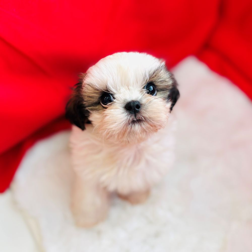 愛知県のシーズー (犬の家＆猫の里愛知刈谷店/2025年5月23日生まれ/女の子/ゴールドホワイト)の子犬の1枚目の画像