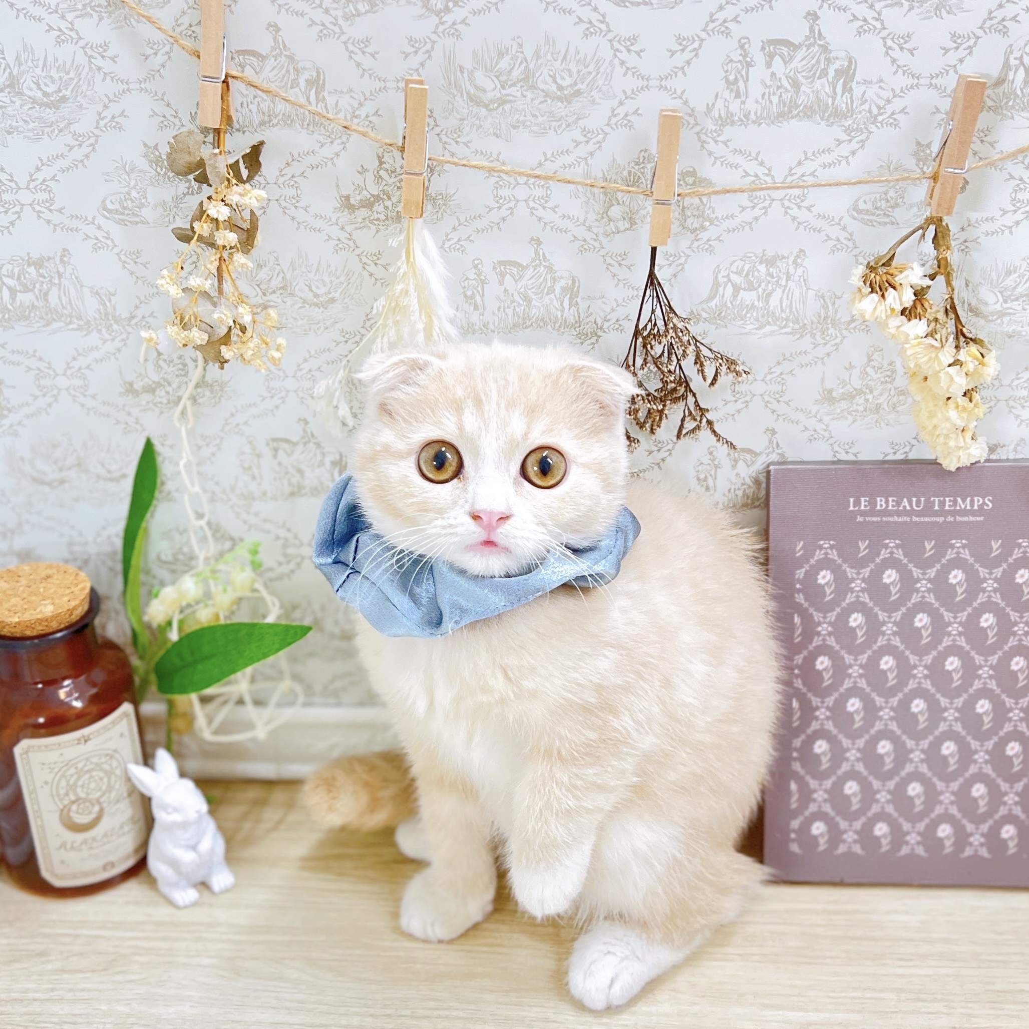 福井県のスコティッシュフォールド (犬の家＆猫の里アミーゴ福井大和田店/2025年5月15日生まれ/男の子/クリームホワイト)の子猫の4枚目の画像