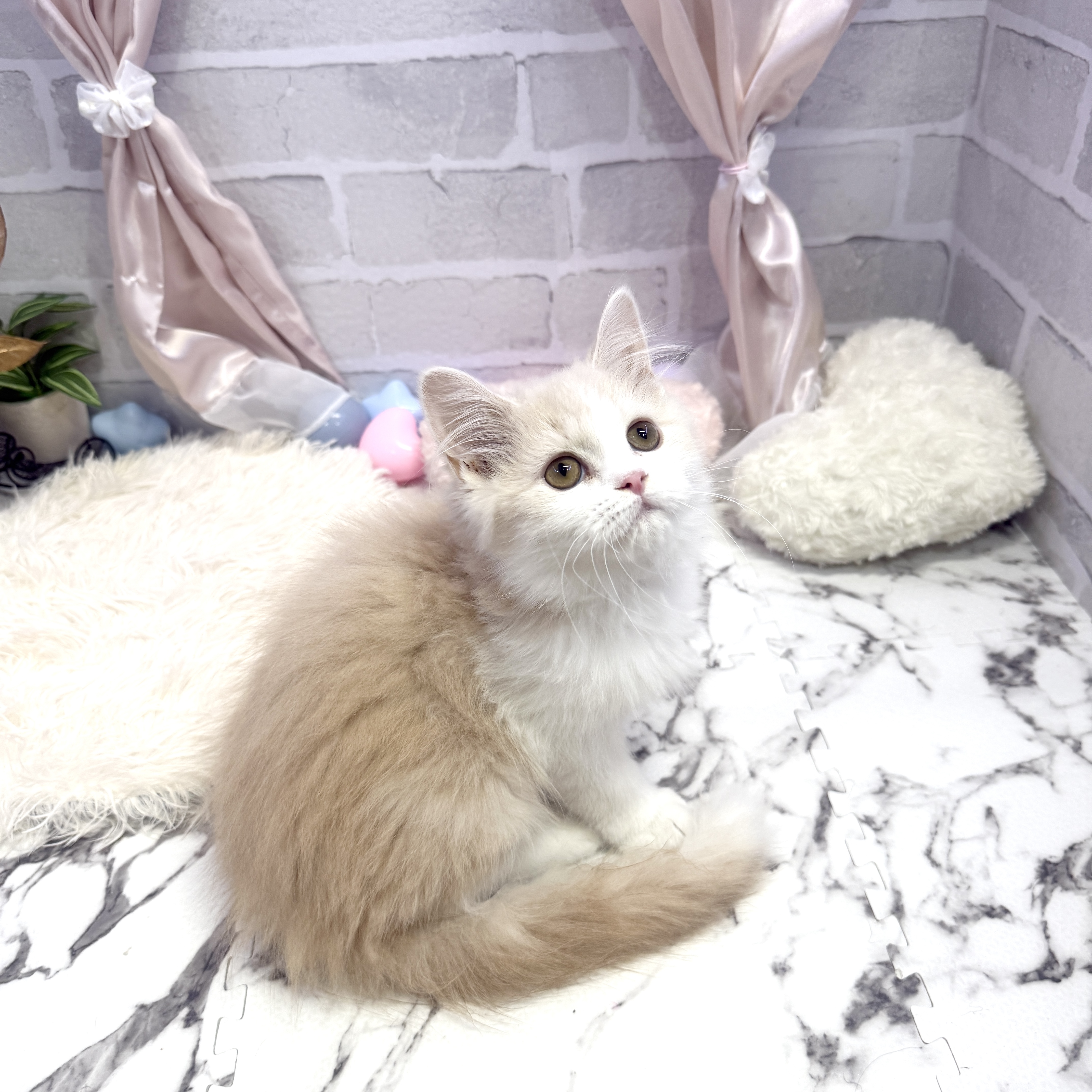 愛知県のスコティッシュストレート (犬の家＆猫の里岡崎店/2025年5月15日生まれ/男の子/クリームホワイト)の子猫の4枚目の画像