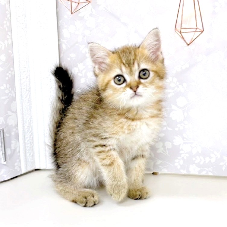 富山県のミヌエット (犬の家＆猫の里アミーゴ高岡蓮花寺店/2025年5月20日生まれ/男の子/ブラウンタビー)の子猫の4枚目の画像