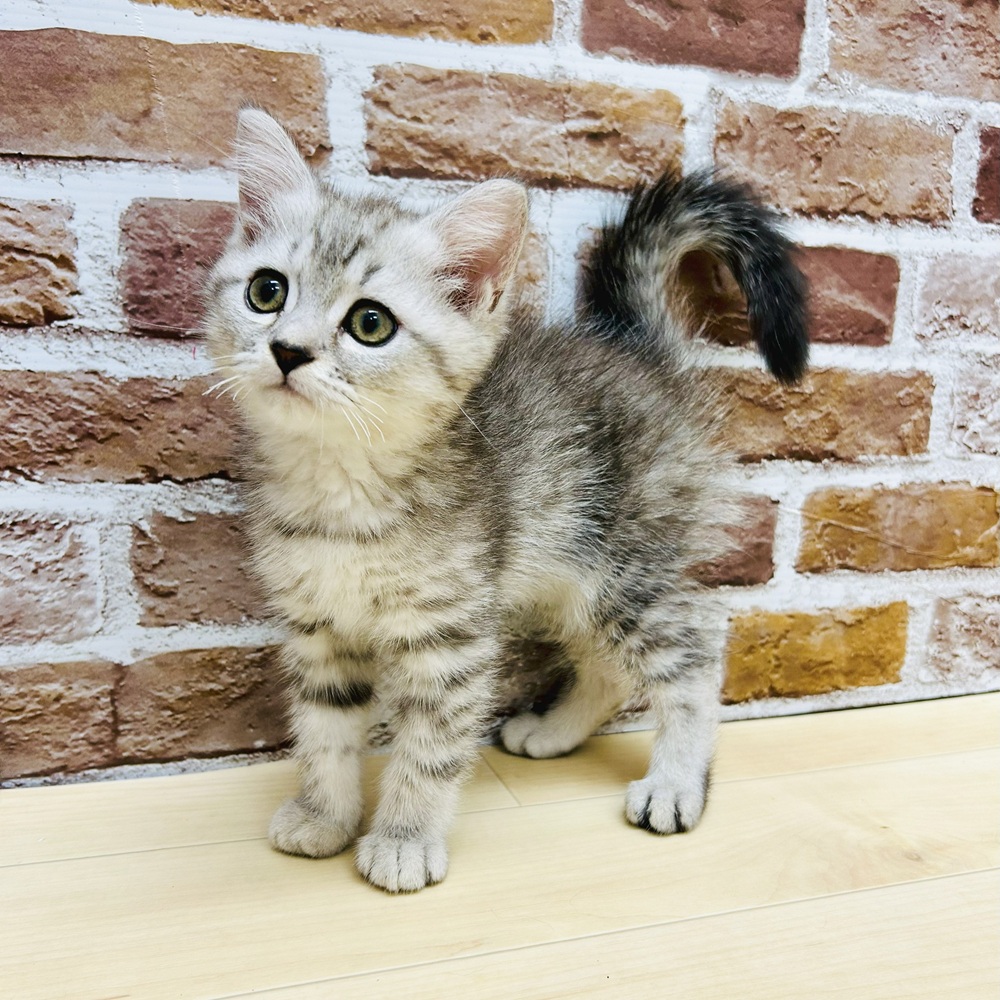愛知県のミヌエット (犬の家＆猫の里七宝店/2025年5月20日生まれ/男の子/シルバータビー)の子猫の4枚目の画像