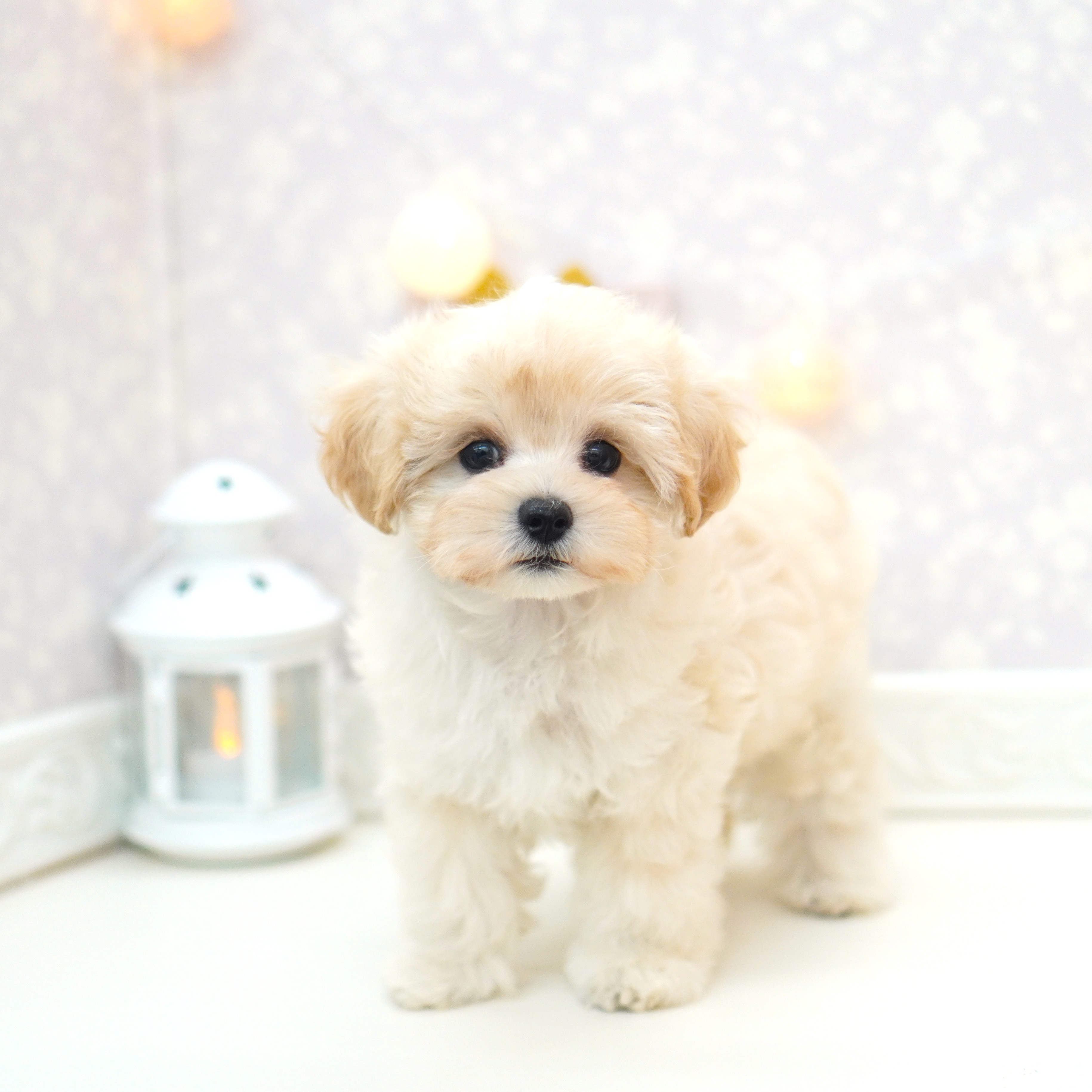 富山県のマルプー(マルチーズ×プードル) (犬の家＆猫の里アミーゴ山室店/2025年5月20日生まれ/男の子/クリームホワイト)の子犬の4枚目の画像