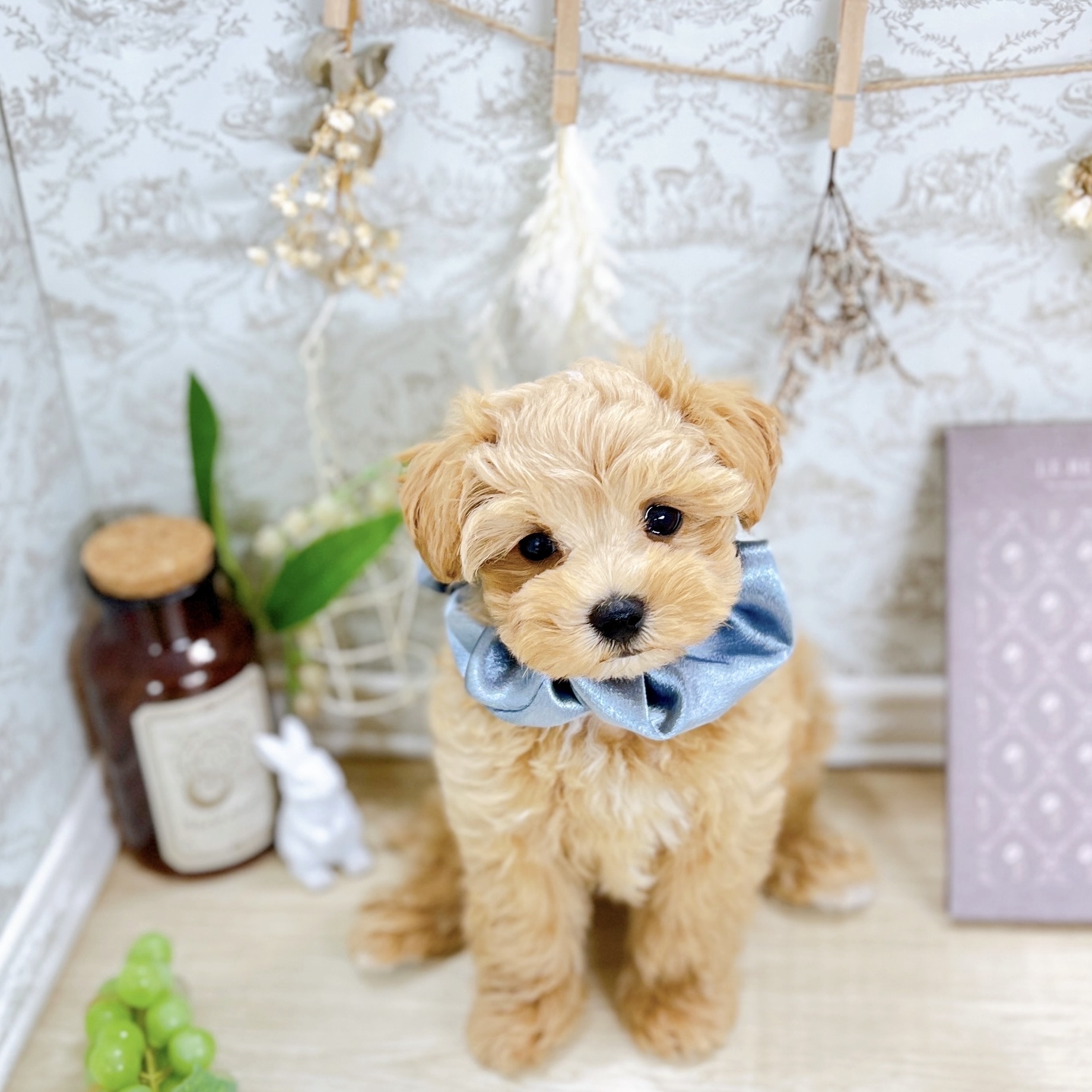 福井県のマルプー(マルチーズ×プードル) (犬の家＆猫の里アミーゴ福井大和田店/2025年5月22日生まれ/男の子/アプリコットホワイト)の子犬の4枚目の画像