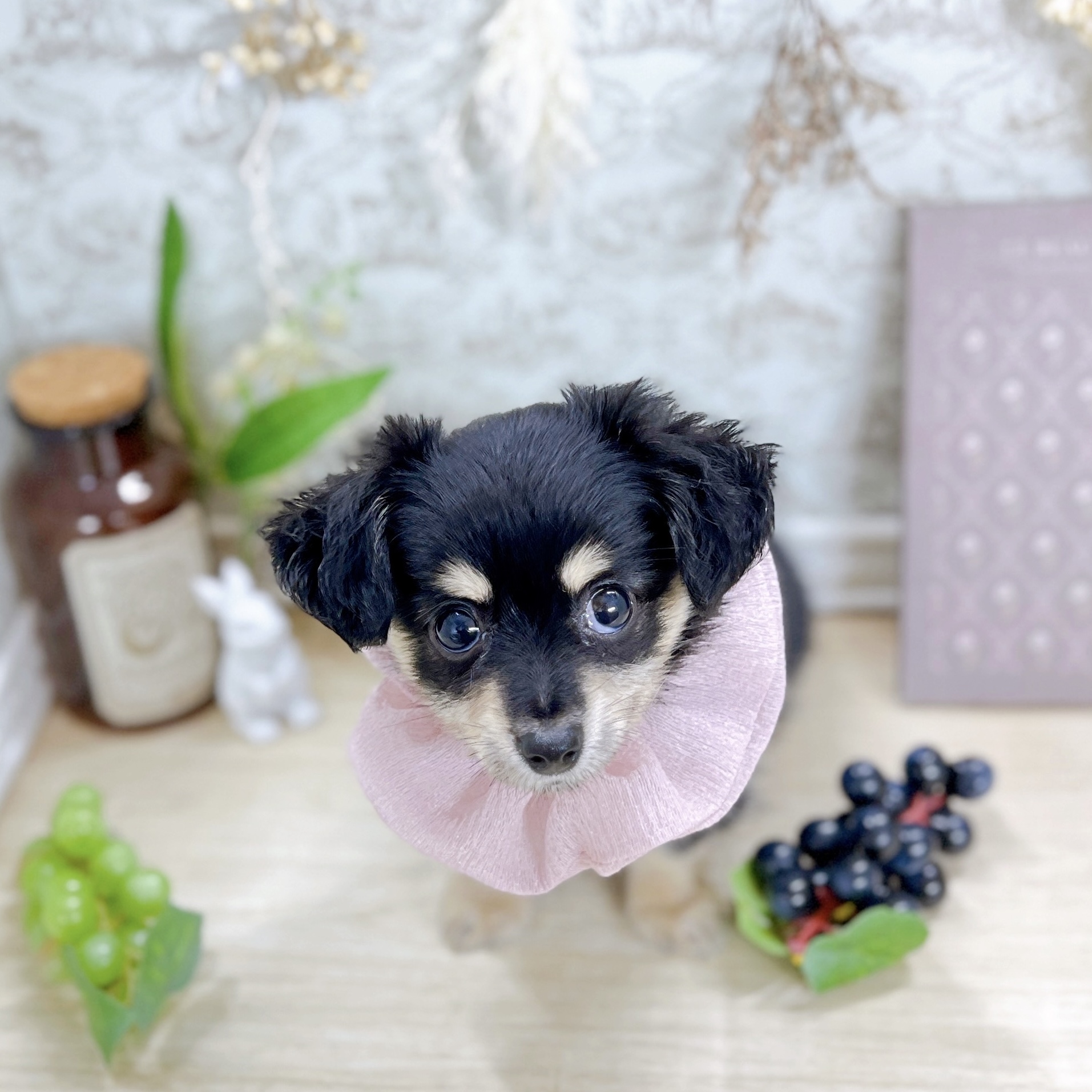 福井県のチワックス(チワワ×ダックス) (犬の家＆猫の里アミーゴ福井大和田店/2025年5月24日生まれ/女の子/ブラッククリーム)の子犬の4枚目の画像