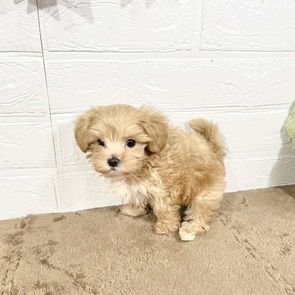 兵庫県のマルプー(マルチーズ×プードル) (犬の家＆猫の里ニッケパークタウン加古川店/2025年5月25日生まれ/女の子/アプリコットホワイト)の子犬の4枚目の画像