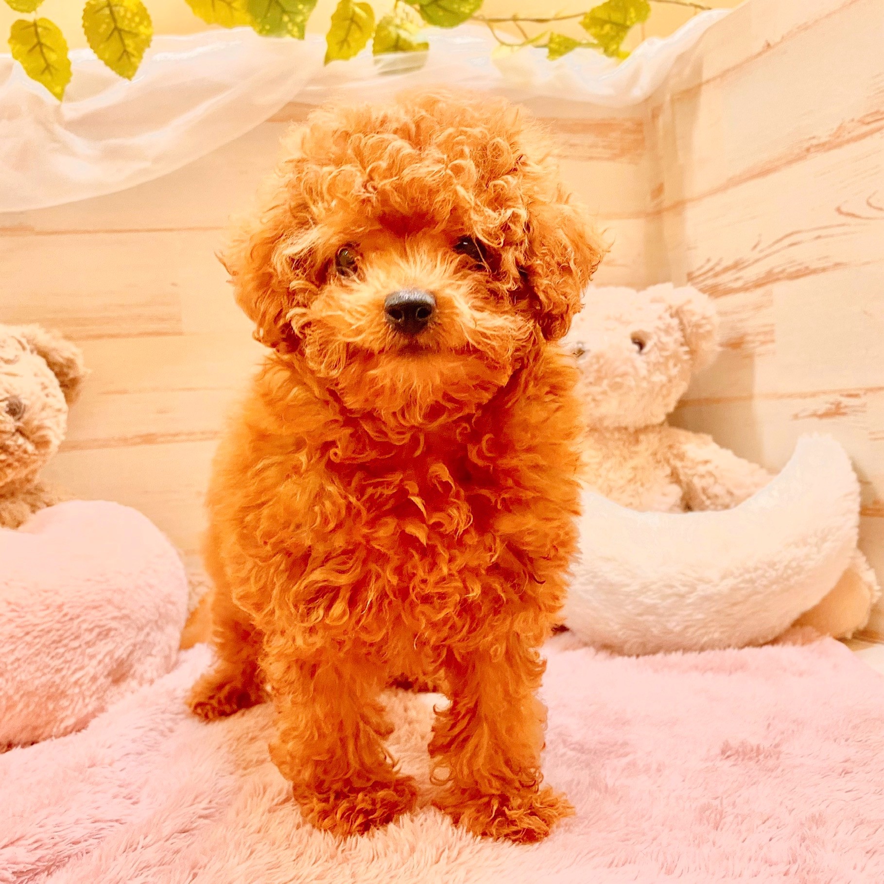兵庫県のトイプードル(トイ) (犬の家＆猫の里神戸店/2025年5月25日生まれ/女の子/オレンジフォーン)の子犬の4枚目の画像