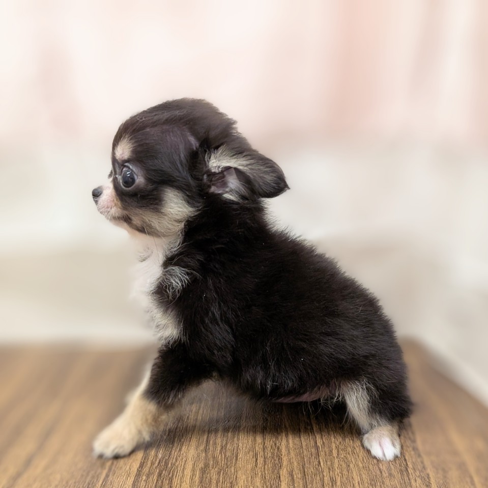 兵庫県のチワワ(ロング) (犬の家＆猫の里カナート西神戸店/2025年5月23日生まれ/男の子/ブラックタンホワイト)の子犬の4枚目の画像