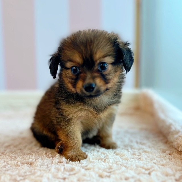 岡山県のポメックス(ポメラニアン×ダックス) (犬の家＆猫の里倉敷中庄店/2025年5月24日生まれ/女の子/レッド)の子犬の1枚目の画像