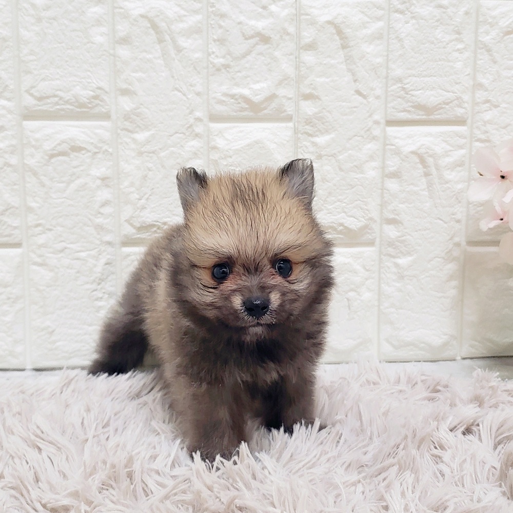 岡山県のポメラニアン (犬の家＆猫の里岡山店/2025年5月24日生まれ/男の子/ウルフセーブル)の子犬の1枚目の画像