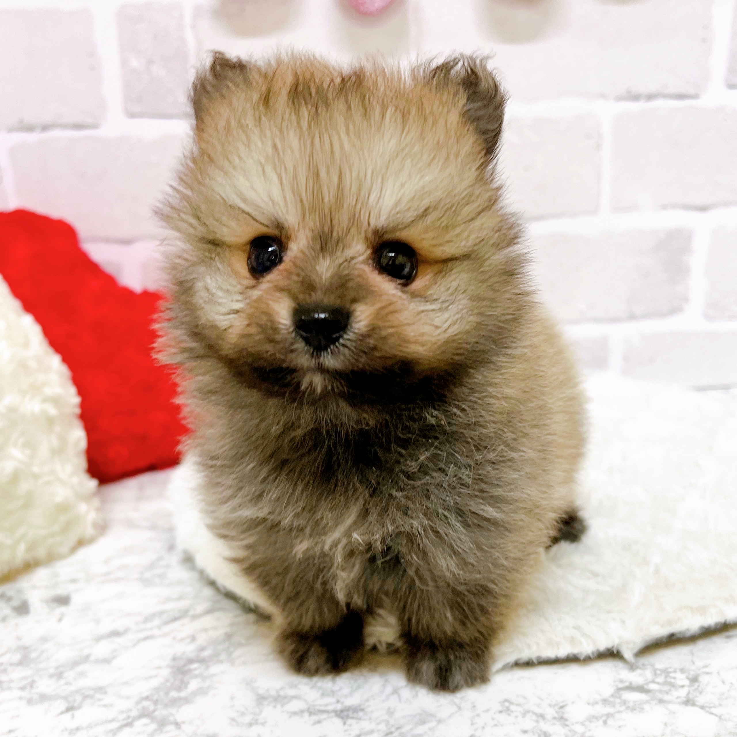 京都府のポメラニアン (犬の家＆猫の里京都精華店/2025年5月24日生まれ/男の子/ウルフセーブル)の子犬の4枚目の画像