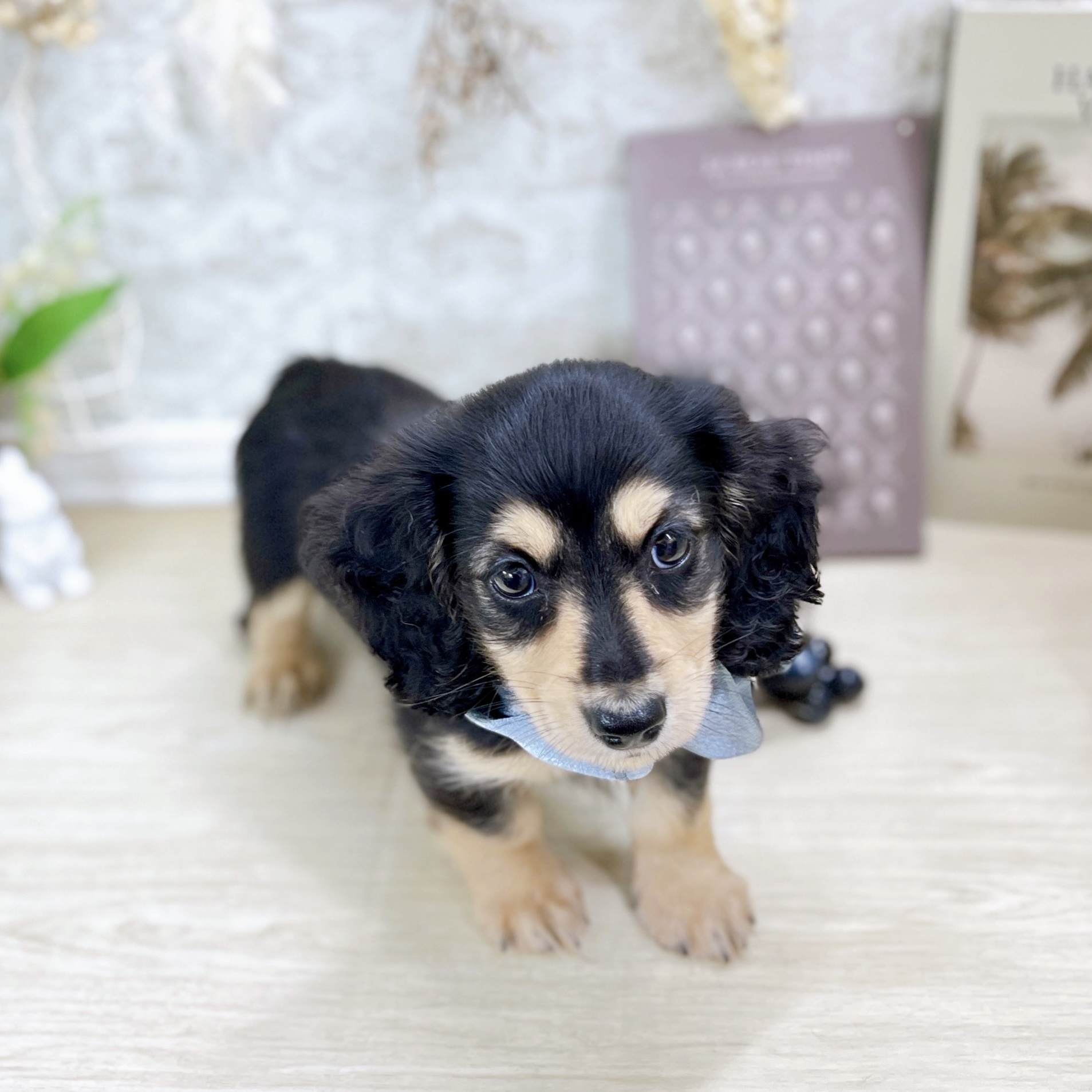 福井県のミニチュアダックスフンド(ロング) (犬の家＆猫の里アミーゴ福井大和田店/2025年5月24日生まれ/男の子/ブラックイエロー)の子犬の4枚目の画像