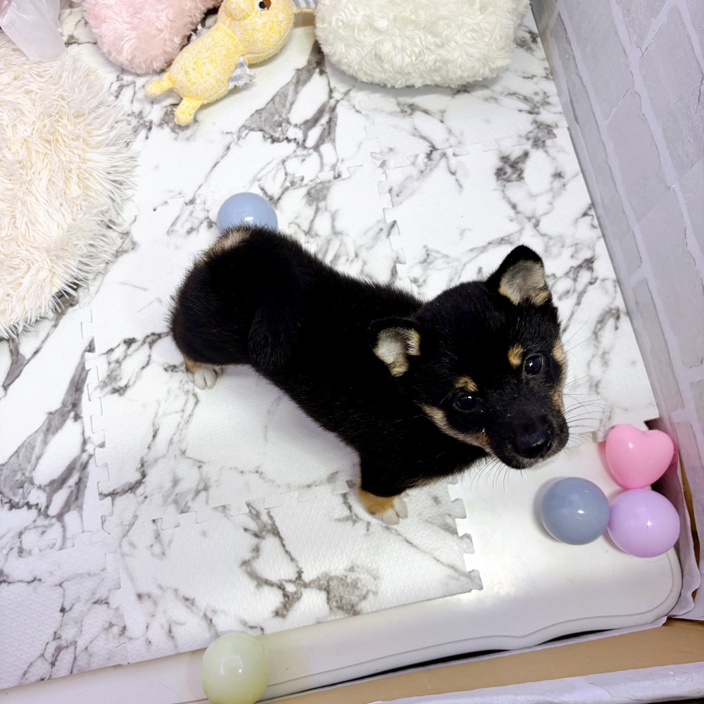 愛知県の豆柴 (犬の家＆猫の里岡崎店/2025年5月24日生まれ/男の子/黒)の子犬の4枚目の画像