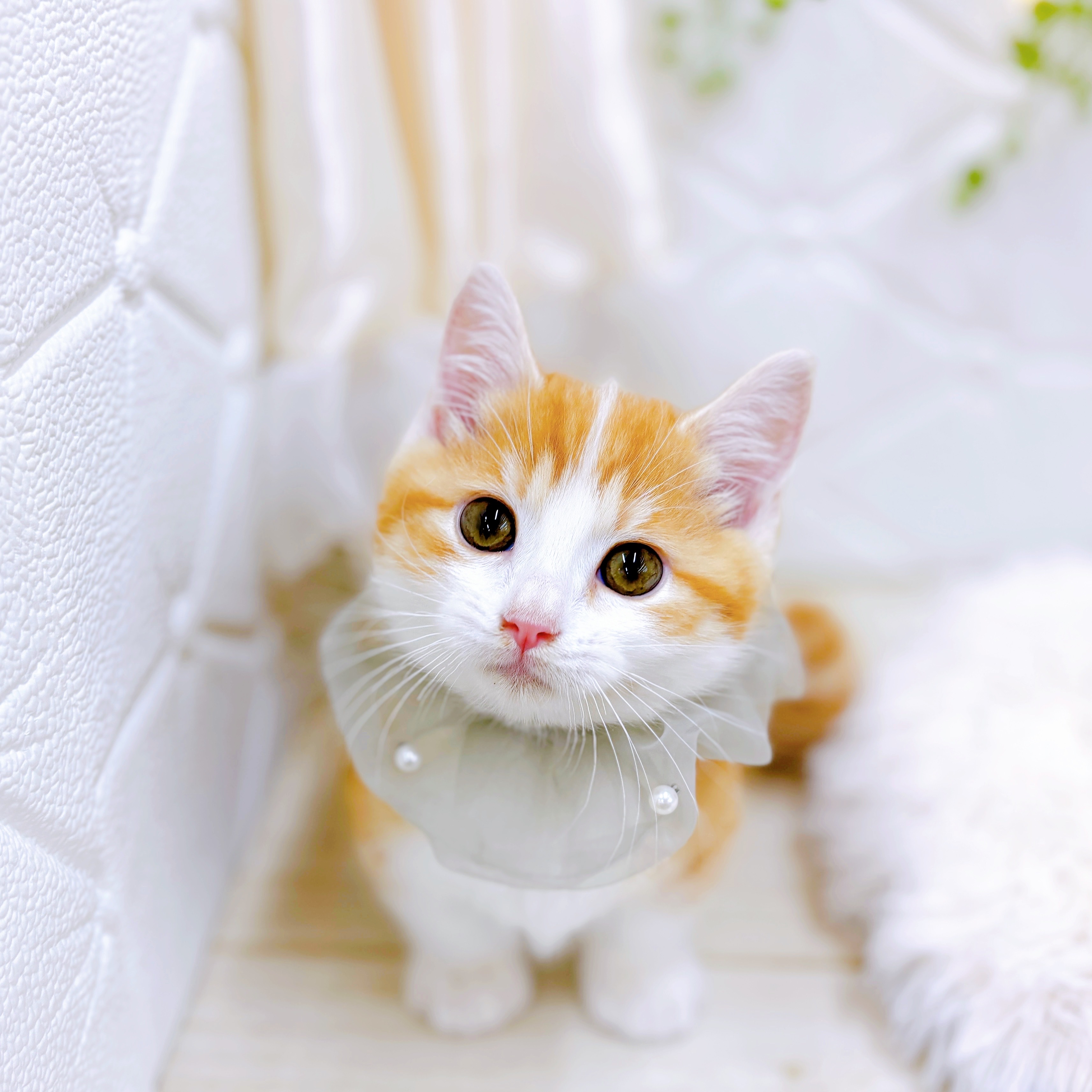 福井県のマンチカン (犬の家＆猫の里アミーゴ福井店/2025年5月21日生まれ/男の子/レッドタビーホワイト)の子猫の4枚目の画像