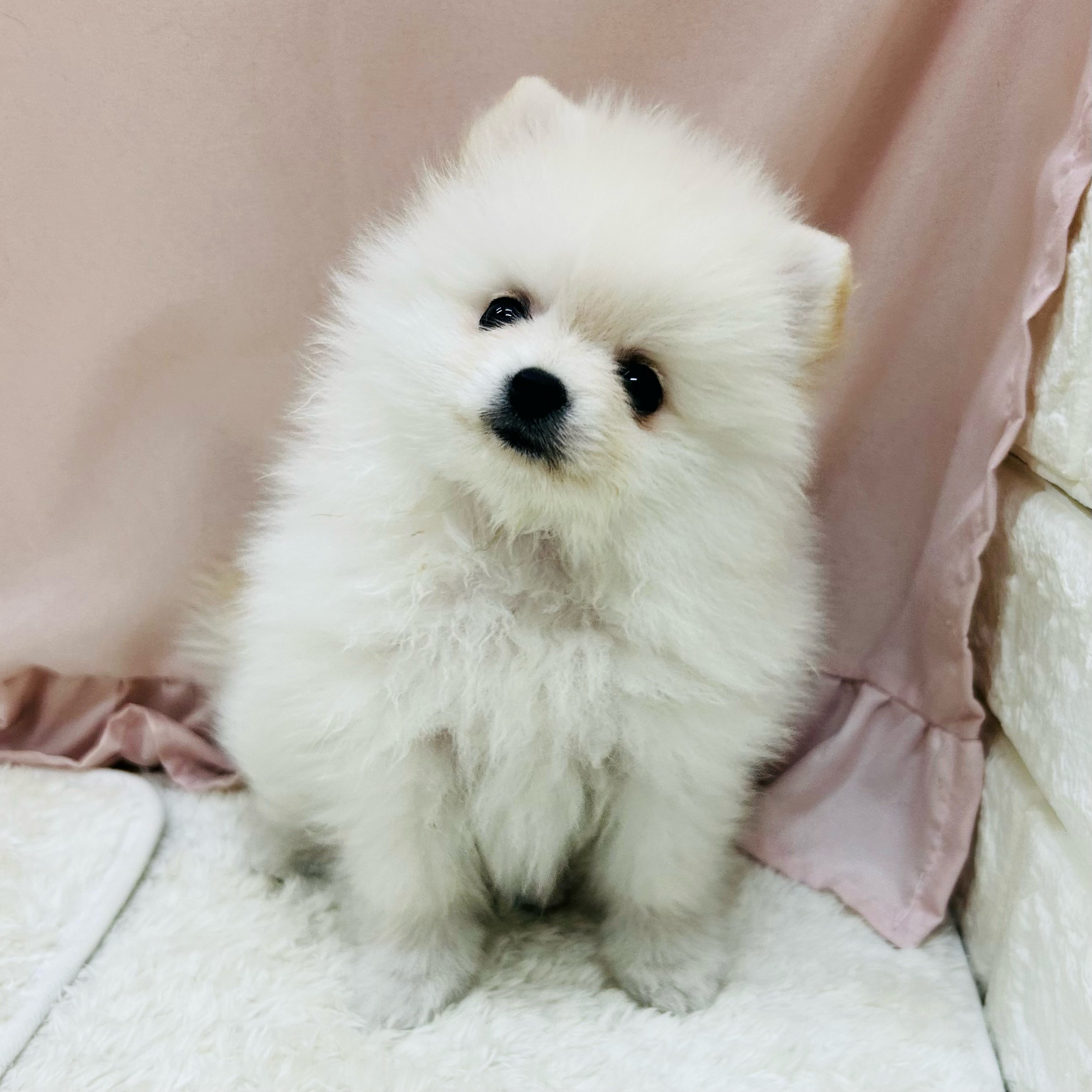 愛知県のポメラニアン (犬の家＆猫の里アミーゴ神の倉店/2025年5月24日生まれ/女の子/クリーム)の子犬の4枚目の画像