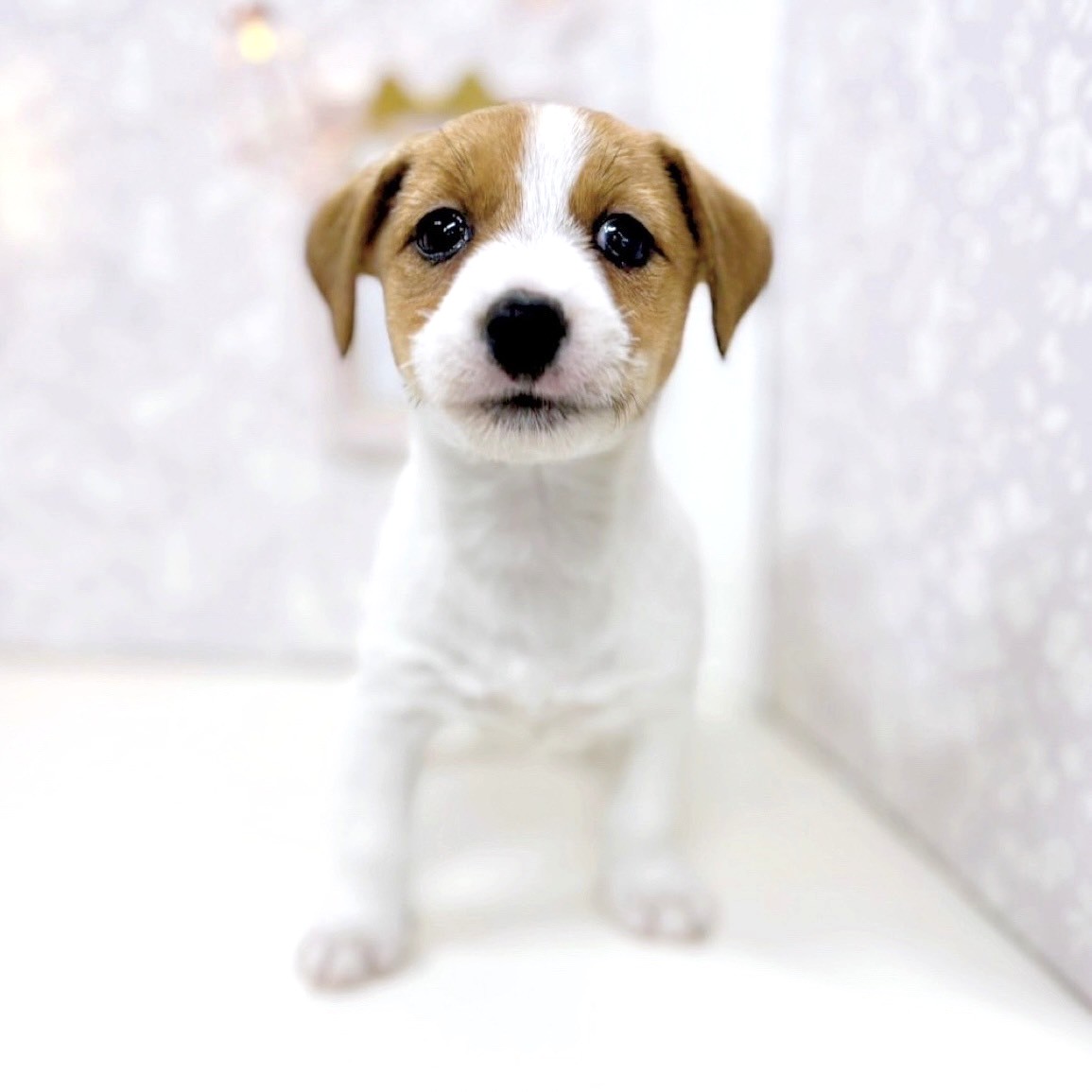 富山県のジャックラッセルテリア (犬の家＆猫の里アミーゴ高岡蓮花寺店/2025年5月24日生まれ/女の子/ホワイトタン)の子犬の4枚目の画像