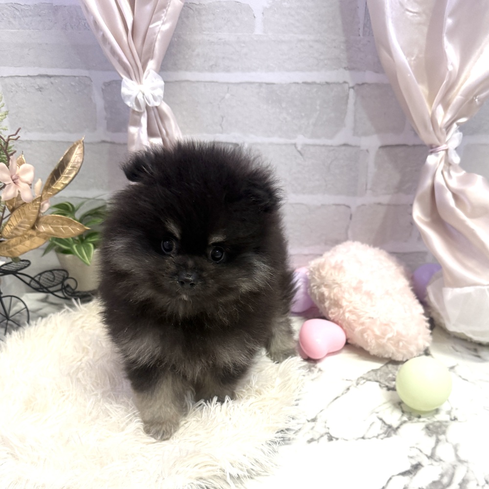 愛知県のポメラニアン (犬の家＆猫の里岡崎店/2025年5月23日生まれ/男の子/ブラックタン)の子犬の4枚目の画像
