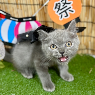 神奈川県のブリティッシュショートヘアー (犬の家＆猫の里小田原店/2025年5月21日生まれ/男の子/ブルー)の子猫の4枚目の画像