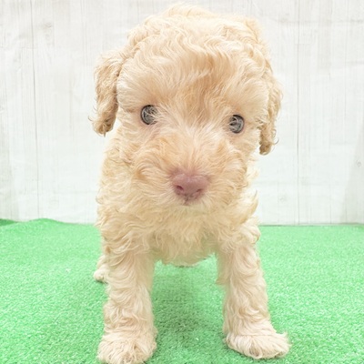 三重県のトイプードル(トイ) (犬の家＆猫の里三重桑名店/2025年5月25日生まれ/女の子/クリーム)の子犬の4枚目の画像