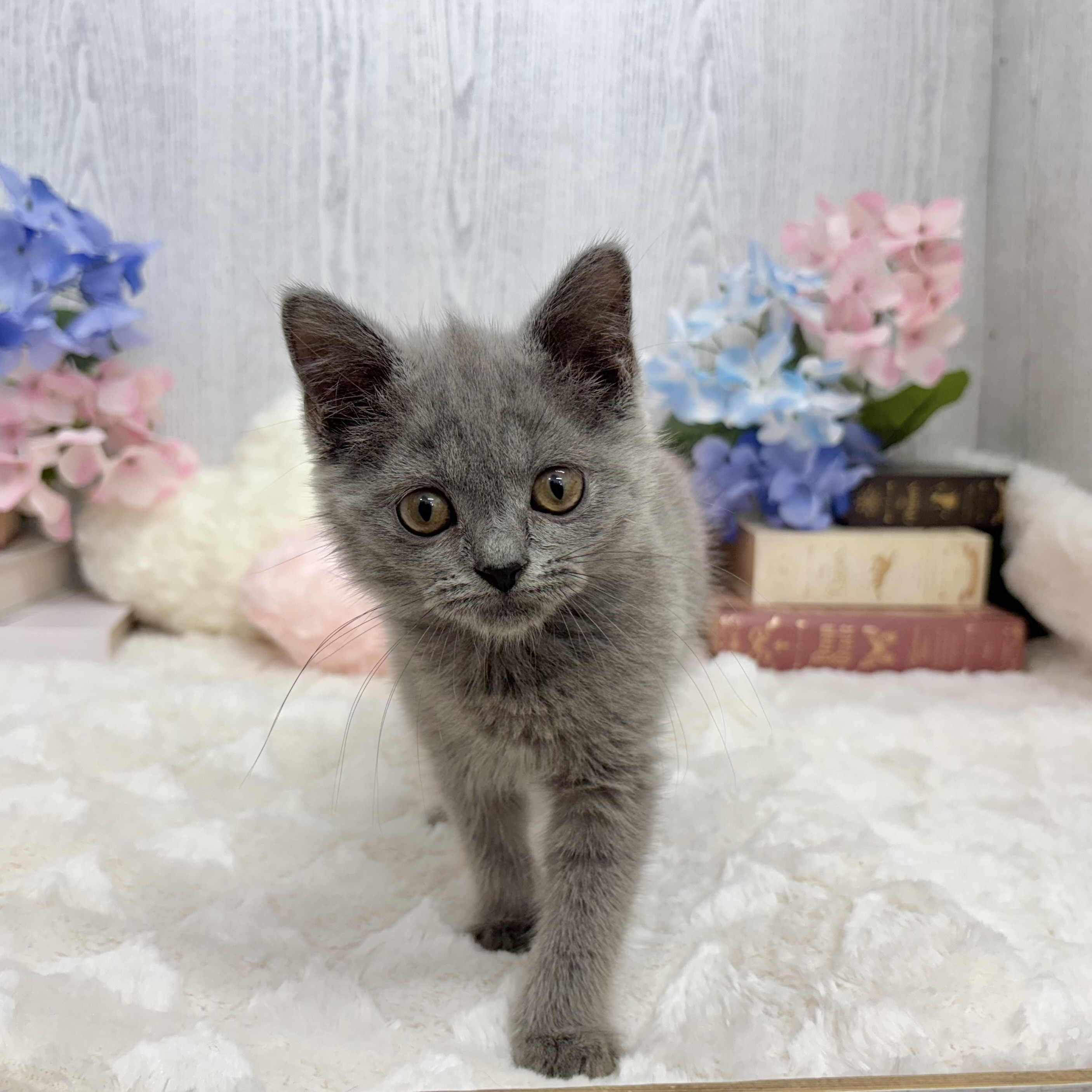 神奈川県のブリティッシュショートヘアー (犬の家＆猫の里相模原店/2025年5月21日生まれ/女の子/ブルー)の子猫の4枚目の画像