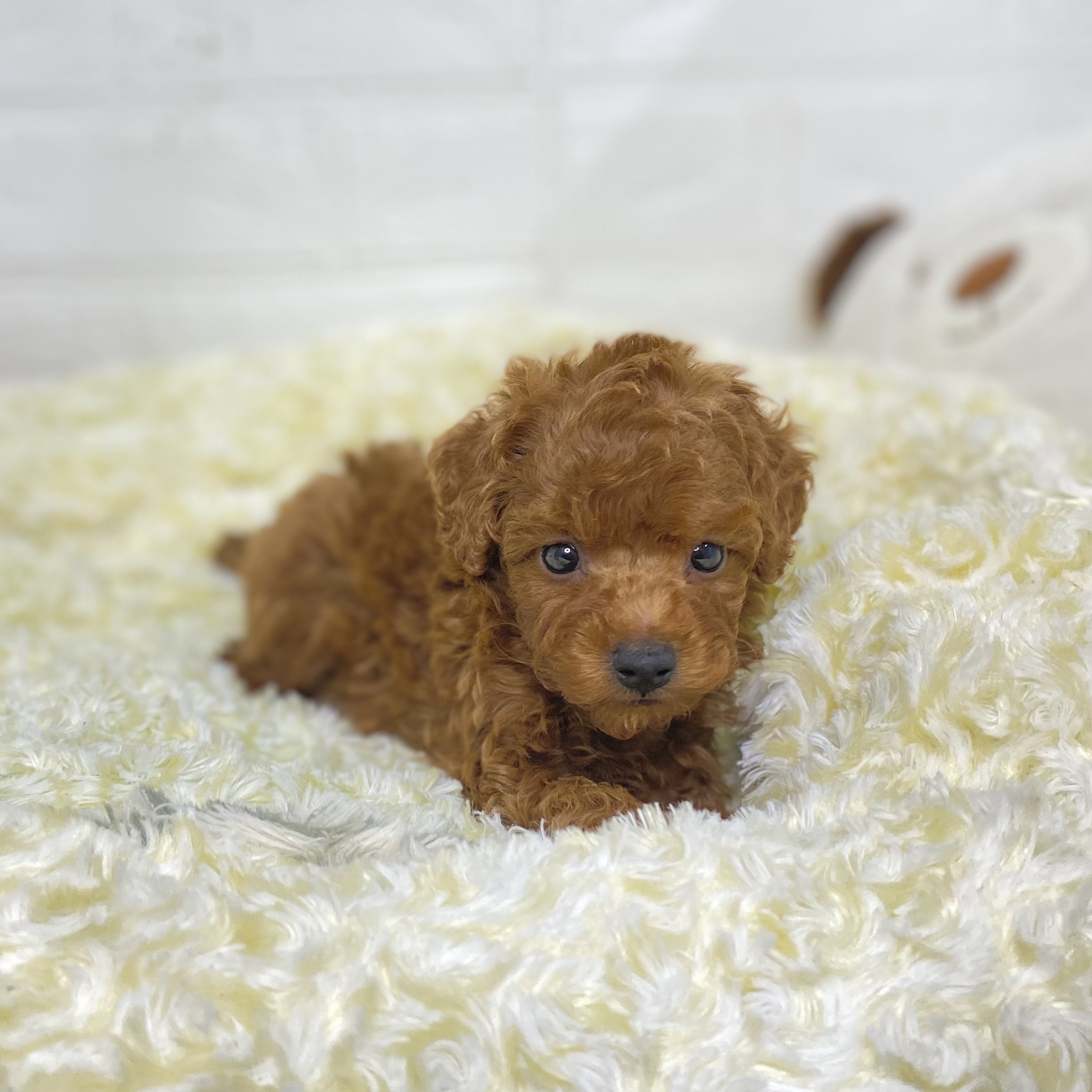 長野県のトイプードル(トイ) (犬の家＆猫の里長野店/2025年5月26日生まれ/男の子/レッド)の子犬の4枚目の画像