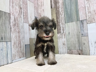 静岡県のミニチュアシュナウザー (犬の家＆猫の里マークイズ静岡店/2025年5月25日生まれ/女の子/ソルトペッパー)の子犬の4枚目の画像