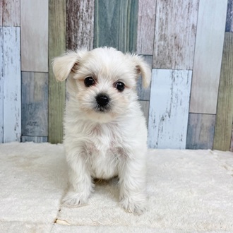 静岡県のハーフ犬・ミックス犬 (犬の家＆猫の里マークイズ静岡店/2025年5月27日生まれ/男の子/ホワイト)の子犬の1枚目の画像