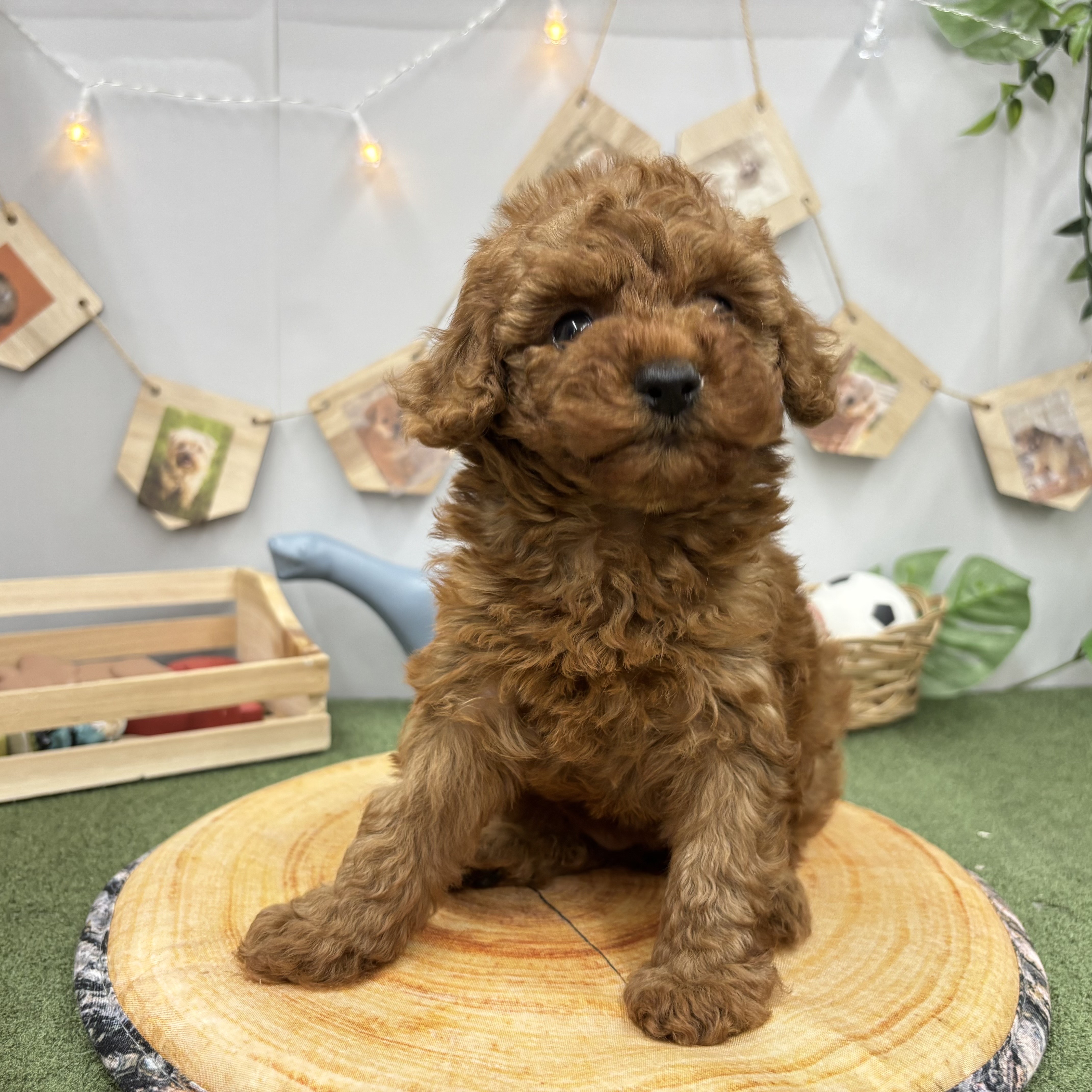 千葉県のトイプードル(トイ) (犬の家＆猫の里ワンズモール稲毛店/2025年5月27日生まれ/女の子/レッド)の子犬の4枚目の画像