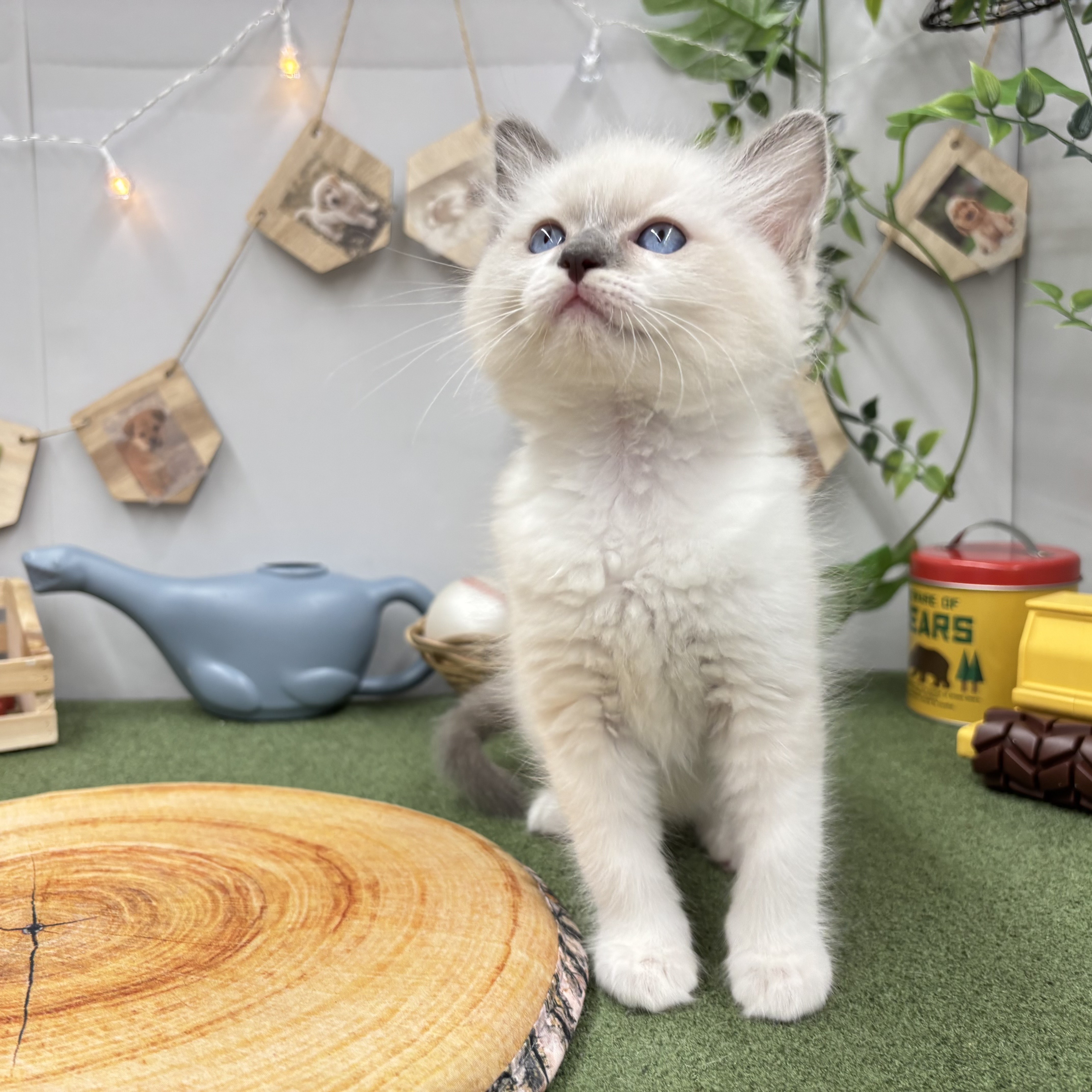 千葉県のラグドール (犬の家＆猫の里ワンズモール稲毛店/2025年5月26日生まれ/男の子/ブルーポイント)の子猫の4枚目の画像