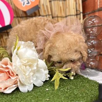 神奈川県のチワプー/プーチー(チワワ×プードル) (犬の家＆猫の里小田原店/2025年5月25日生まれ/男の子/アプリコット)の子犬の4枚目の画像