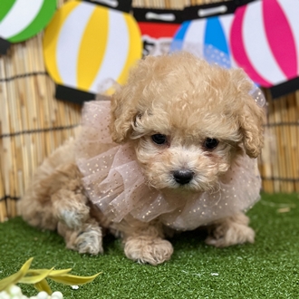 神奈川県のチワプー/プーチー(チワワ×プードル) (犬の家＆猫の里相模原店/2025年5月25日生まれ/男の子/アプリコット)の子犬の4枚目の画像