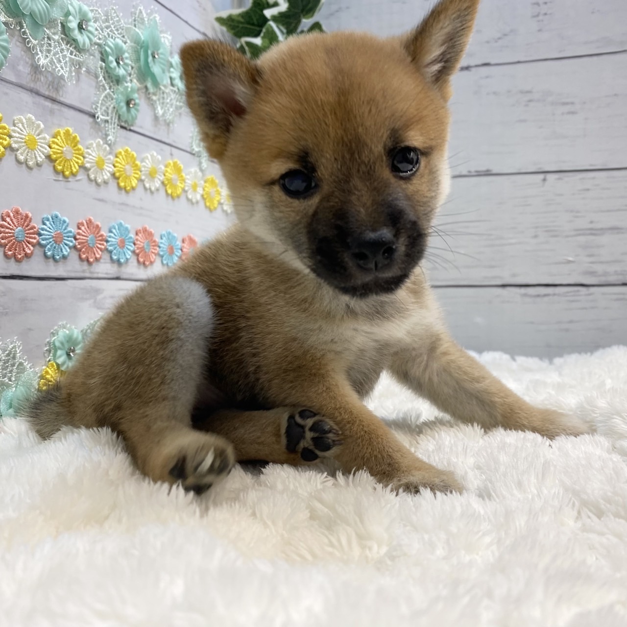 長野県の豆柴 (犬の家＆猫の里カインズ梓川店/2025年5月27日生まれ/女の子/赤)の子犬の4枚目の画像
