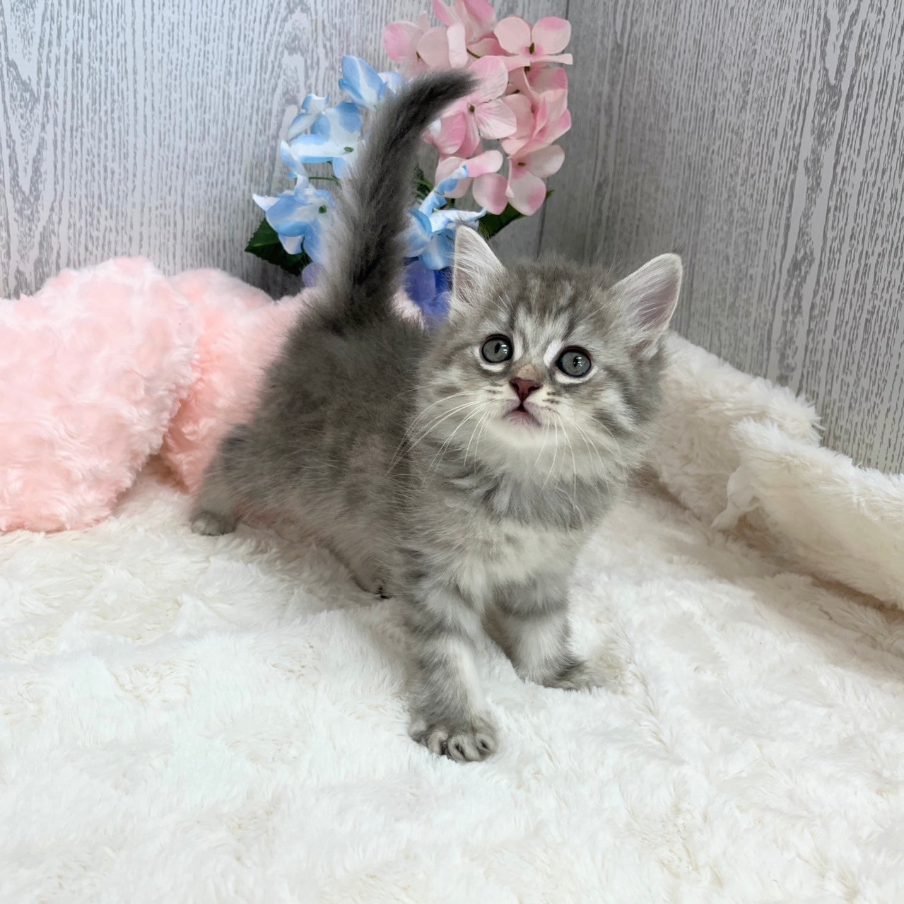 神奈川県のミヌエット (犬の家＆猫の里モザイクモール港北店/2025年5月27日生まれ/女の子/ブルータビー)の子猫の4枚目の画像