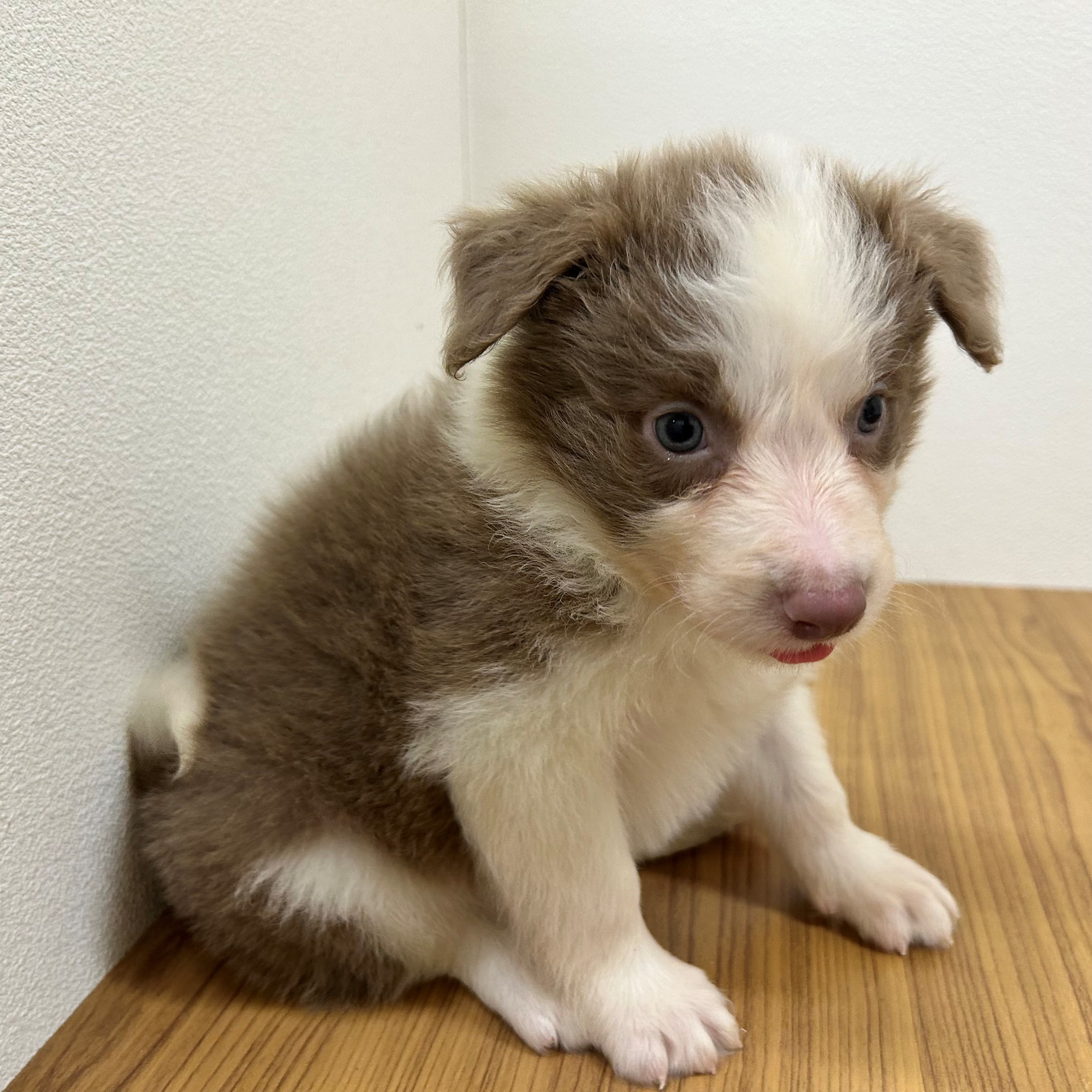 福岡県のボーダーコリー (犬の家＆猫の里トリアス久山店/2025年5月27日生まれ/男の子/イザベラホワイト)の子犬の4枚目の画像