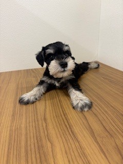 福岡県のミニチュアシュナウザー (犬の家＆猫の里トリアス久山店/2025年5月23日生まれ/男の子/ブラックシルバー)の子犬の4枚目の画像