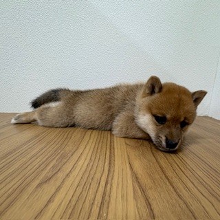 福岡県の豆柴 (犬の家＆猫の里トリアス久山店/2025年5月17日生まれ/男の子/赤)の子犬の4枚目の画像