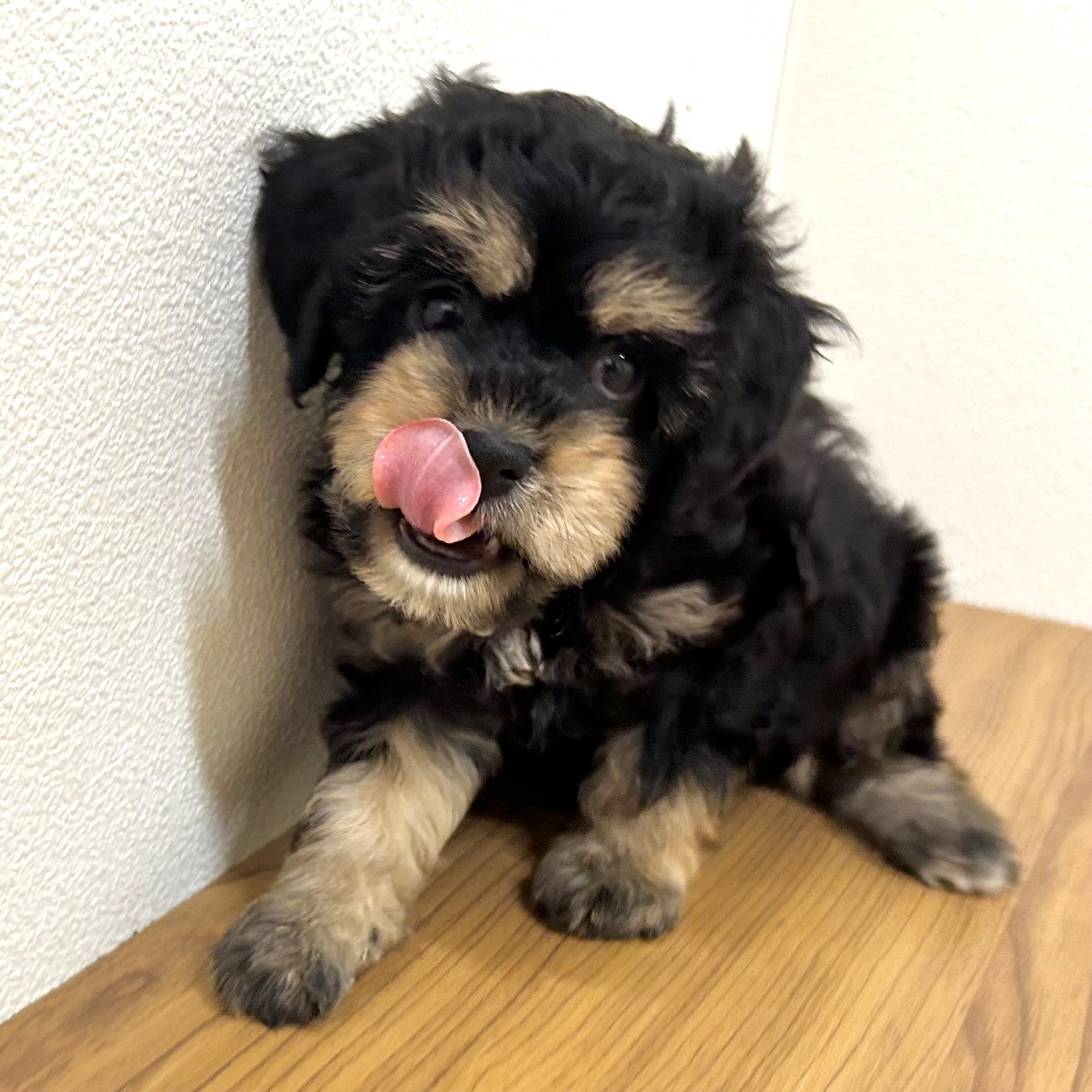 福岡県のキャバプー(キャバリア×プードル) (犬の家＆猫の里トリアス久山店/2025年5月26日生まれ/女の子/ブラックタン)の子犬の4枚目の画像