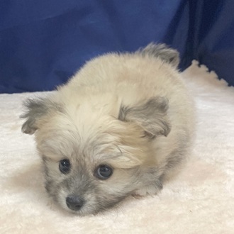 愛知県のポメビション(ポメラニアン×ビションフリーゼ) (犬の家＆猫の里一宮店/2025年5月27日生まれ/女の子/フォーンホワイト)の子犬の4枚目の画像