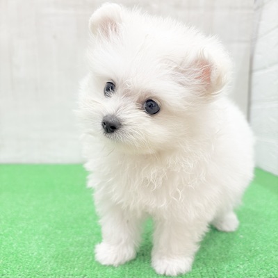 三重県のポメビション(ポメラニアン×ビションフリーゼ) (犬の家＆猫の里三重桑名店/2025年5月27日生まれ/女の子/クリームホワイト)の子犬の4枚目の画像