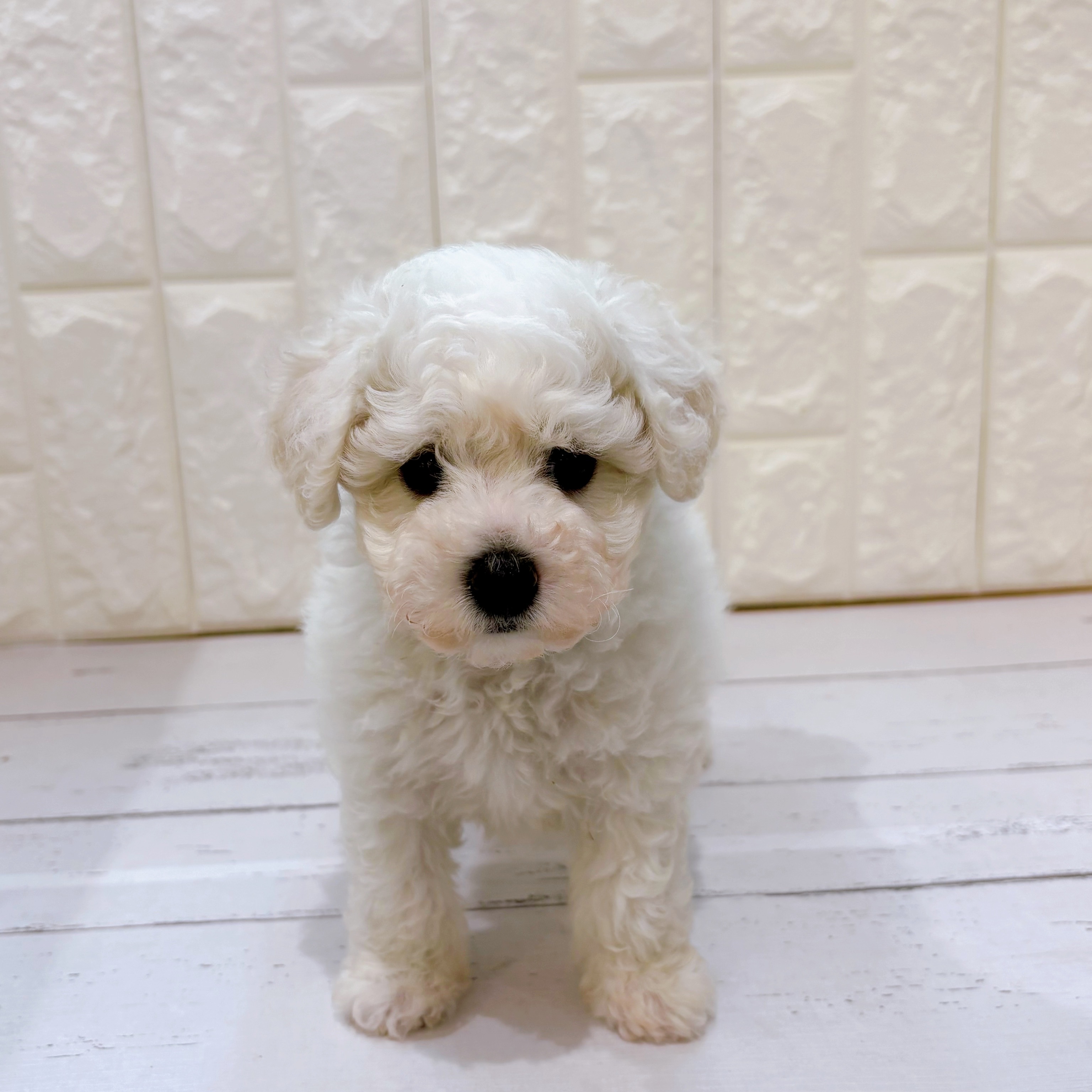 岡山県のビションフリーゼ (犬の家＆猫の里倉敷店/2025年5月27日生まれ/女の子/ホワイト)の子犬の1枚目の画像
