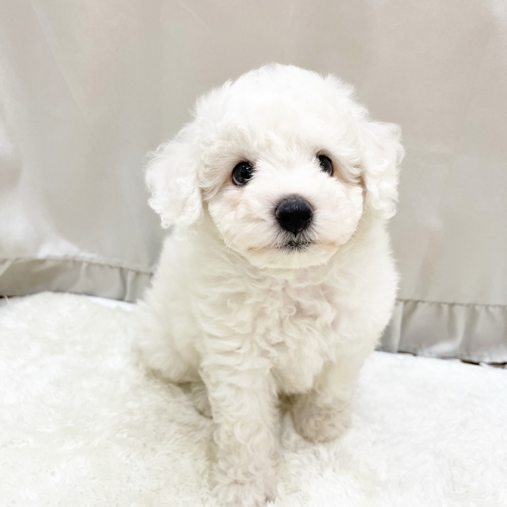 愛知県のビションフリーゼ (犬の家＆猫の里アミーゴ神の倉店/2025年5月27日生まれ/男の子/ホワイト)の子犬の4枚目の画像