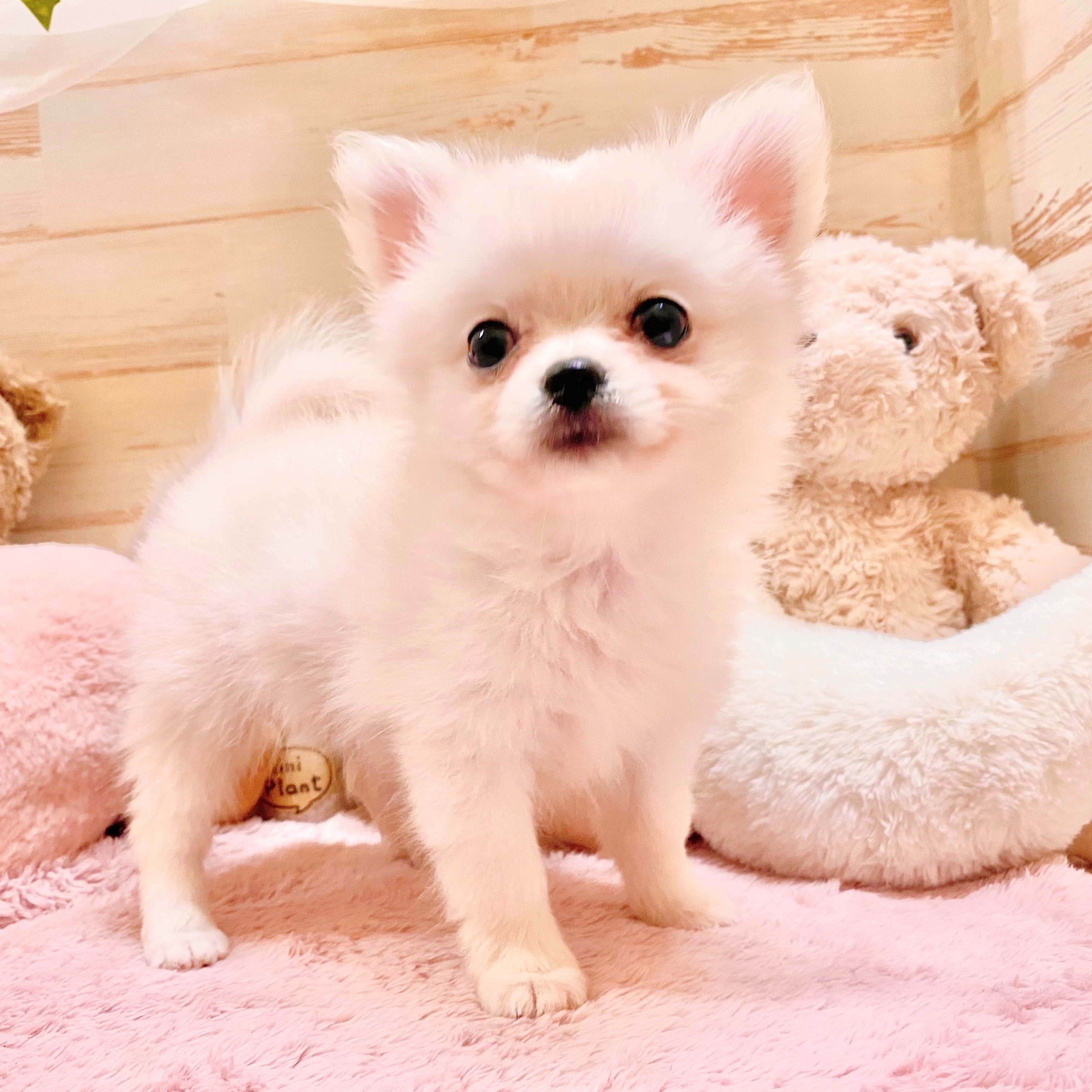 兵庫県のポメチワ/チワポメ/ポメチー(ポメラニアン×チワワ) (犬の家＆猫の里神戸店/2025年5月28日生まれ/女の子/クリーム)の子犬の1枚目の画像