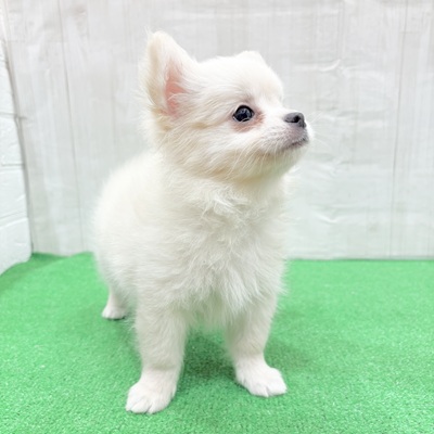 三重県のポメチワ/チワポメ/ポメチー(ポメラニアン×チワワ) (犬の家＆猫の里三重桑名店/2025年5月28日生まれ/男の子/クリーム)の子犬の4枚目の画像