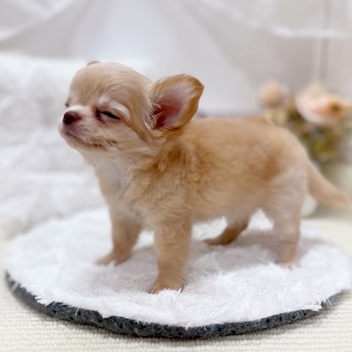 岐阜県のチワワ(ロング) (犬の家＆猫の里カラフルタウン岐阜店/2025年5月26日生まれ/女の子/クリームホワイト)の子犬の4枚目の画像