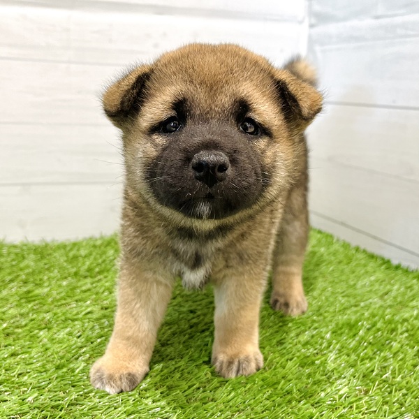 愛知県の柴犬(標準サイズ) (犬の家＆猫の里豊田店/2025年5月27日生まれ/女の子/赤)の子犬の1枚目の画像