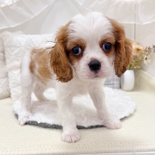 岐阜県のキャバリアキングチャールズスパニエル (犬の家＆猫の里カラフルタウン岐阜店/2025年5月28日生まれ/女の子/ブレンハイム)の子犬の4枚目の画像