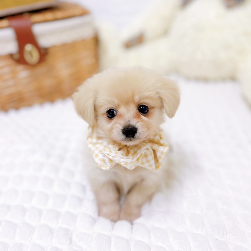 滋賀県のポメックス(ポメラニアン×ダックス) (犬の家＆猫の里近江八幡店/2025年5月29日生まれ/女の子/クリーム)の子犬の4枚目の画像