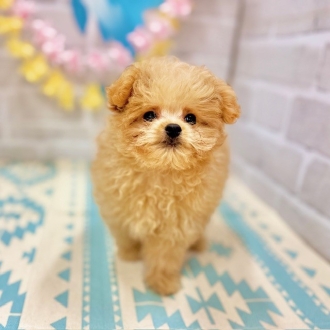 静岡県のポメプー(ポメラニアン×プードル) (犬の家＆猫の里プレ葉ウォーク浜北店/2025年5月28日生まれ/男の子/アプリコット)の子犬の4枚目の画像