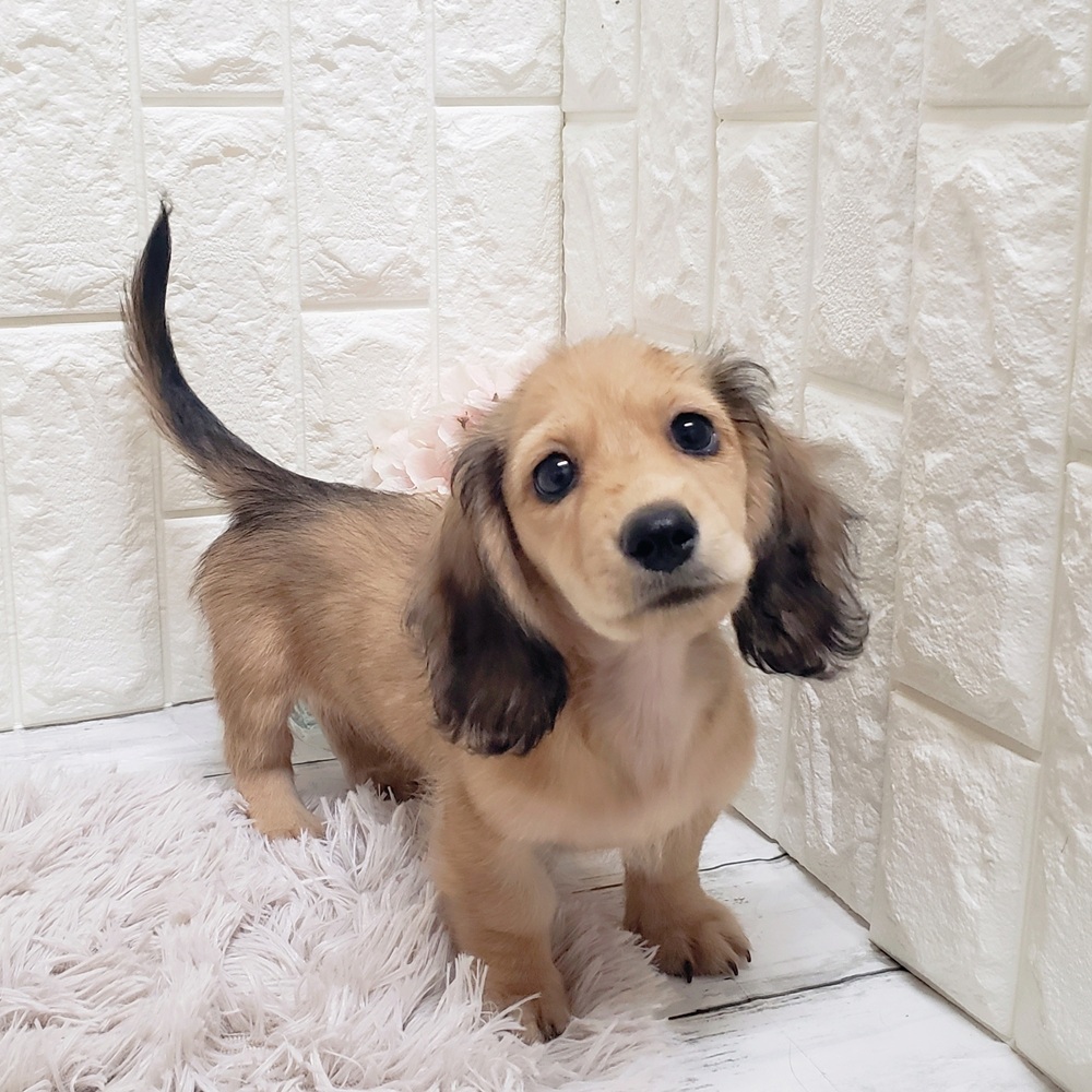 岡山県のミニチュアダックスフンド(ロング) (犬の家＆猫の里岡山店/2025年5月29日生まれ/女の子/シェーデットイエロー)の子犬の4枚目の画像